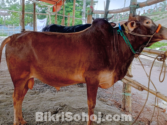 গরু
